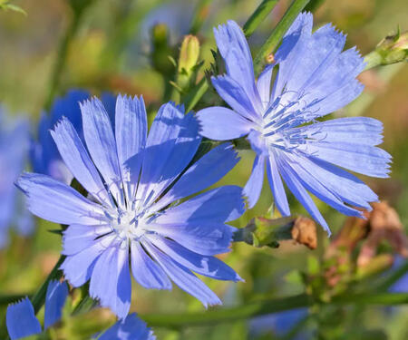 placeholder image of chicory flowers